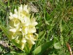 trieves-orchidee-blanc