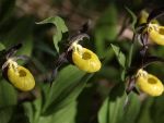 trieves-orchidee-jaune