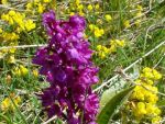 trieves-orchidee-violet